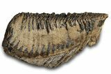 Woolly Mammoth Lower M Molar - North Sea Deposits #298456-2